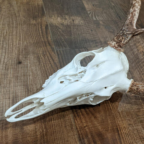 Walleye Ice Rod Features